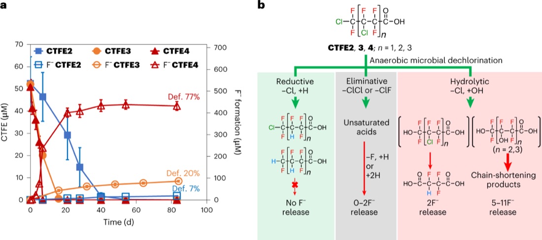 Lead figure of microbial dechlorination routes that release fluoride from chlorinated PFAS.